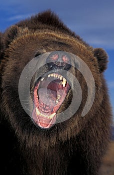 KODIAK BEAR ursus arctos middendorffi, PORTRAIT OF ADULT WITH OPEN MOUTH, THREAT POSTURE, ALASKA photo