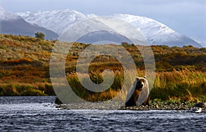 Kodiak brown bear photo