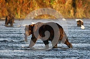 Kodiak brown bear photo