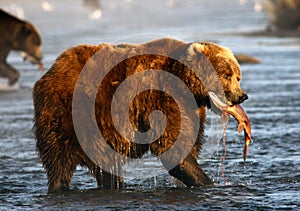 Kodiak brown bear photo