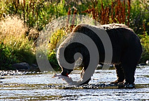 Kodiak Brown Bear photo