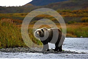 Kodiak brown bear