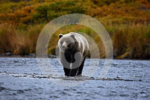 Kodiak brown bear