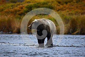 Kodiak brown bear photo