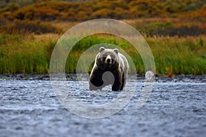 Kodiak brown bear