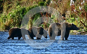 Kodiak brown bear