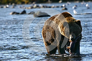 Kodiak brown bear