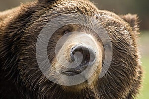 Kodiak Brown Bear