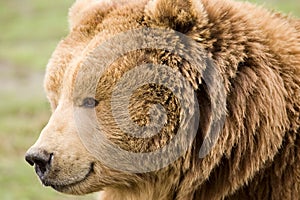 Kodiak brown bear