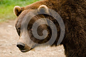 Kodiak Brown Bear Close Up photo