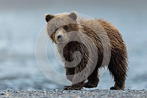 Kodiak Brown Bear emerging from a lake, droplets of water clinging to its fur after a swim