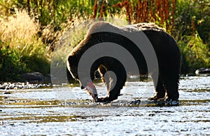 Kodiak brown bear fishing