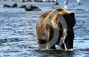 Kodiak brown bear fishing