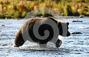 Kodiak brown bear fishing