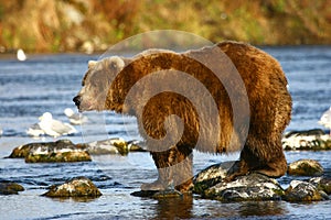 Kodiak brown bear fishing