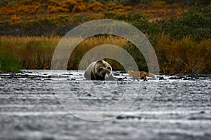 Kodiak brown bear and fox