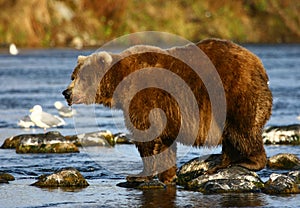 Kodiak brown bear photo