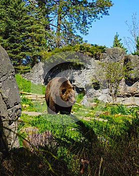 Kodiak Brown Bear photo