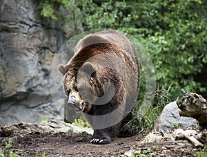 Kodiak Brown Bear Walking on Trail