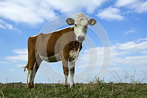 Koe, Cow