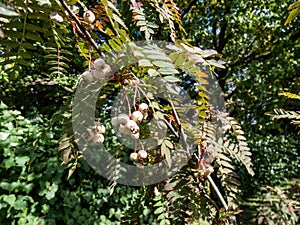 Koehne mountain ash (Sorbus koehneana) turning it\'s leaves yellow and red and bearing white fruits in autumn