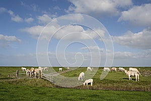 Koeien op dijk, Cows at