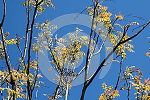 Koelreuteria paniculata or golden raintree