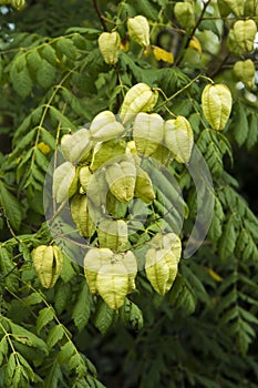 Koelreuteria paniculata or golden raintree