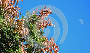 Koelreuteria paniculata or Goldenrain tree.