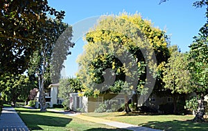 Koelreuteria paniculata or Goldenrain tree. photo