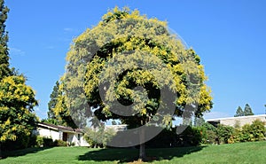 Koelreuteria paniculata or Goldenrain tree. photo