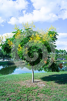 Koelreuteria paniculata tree in Fall