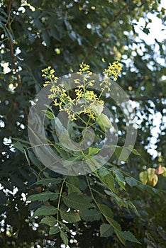 Koelreuteria paniculata yellow flowers