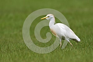 Koereiger; Cattle Egret; Bubulcus ibis;