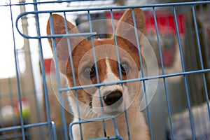A Kogi pup in a cage photo