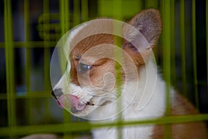 A Kogi pup in a cage photo