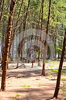 Koh Kam Tok Ranong