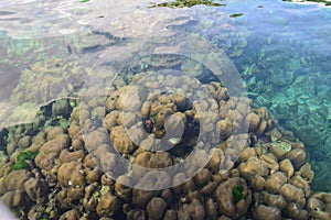 Koh Rok Rok Island is a small archipelago in southern Thailand in the Andaman Sea