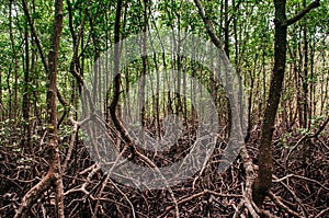 Koh Tean lush natural mangrove forest near Samui island in summer with complex of tree roots