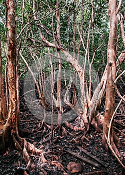 Koh Tean lush natural mangrove forest near Samui island in summer with complex of tree roots