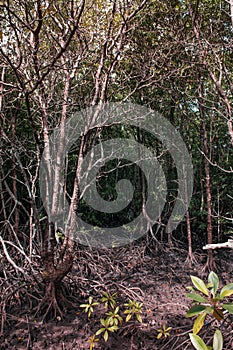 Koh Tean lush natural mangrove forest near Samui island in summer with complex of tree roots