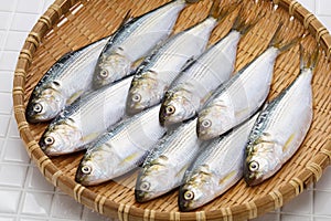 Kohada gizzard shad, Japanese sushi ingredient fish