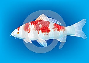 Kohaku Koi carp