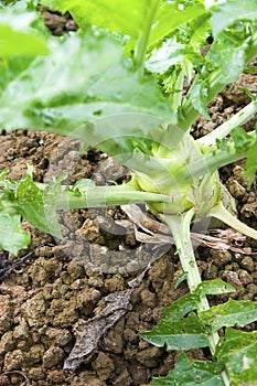 Kohlrabi