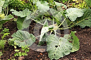 Kohlrabi