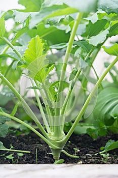 Kohlrabi brassica vegetable side view - growing in soil in garden bed
