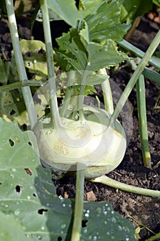 Kohlrabi cabbage. A fork of cabbage grows on a ridge