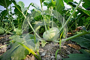Kohlrabi cabbage growing in garden.