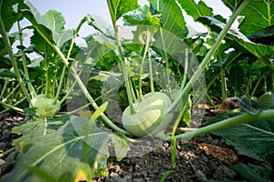 Kohlrabi cabbage growing in garden.