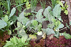 Kohlrabi cabbage growing in garden. Kohlrabi or turnip cabbage in vegetable bed.